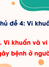 Bài 12 Vi khuẩn và vi khuẩn gây bệnh ở người